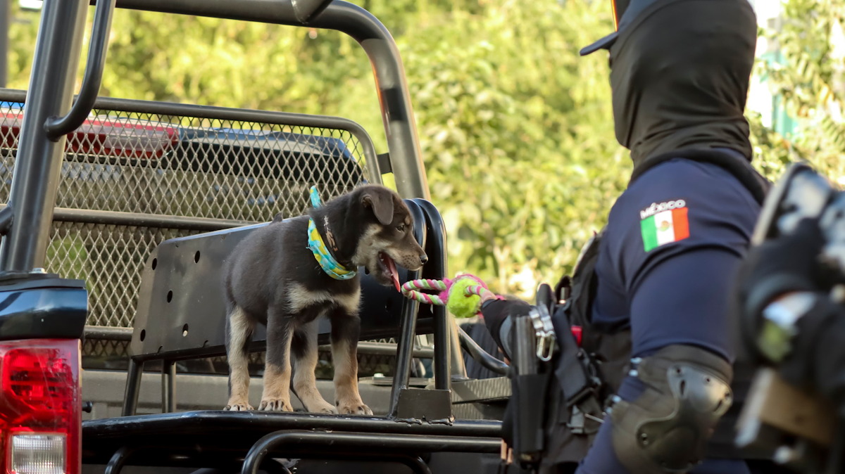 Chase perrito rescatado es el nuevo miembro de la Secretaría de Chase perrito rescatado es el nuevo miembro de la Secretaría de