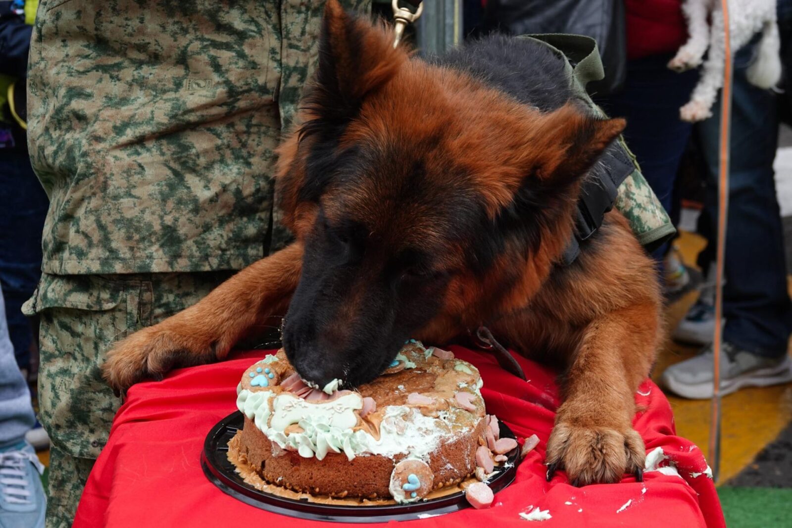 Comiendo pastel celebró Arkadas su cumpleaños número (cortesía)