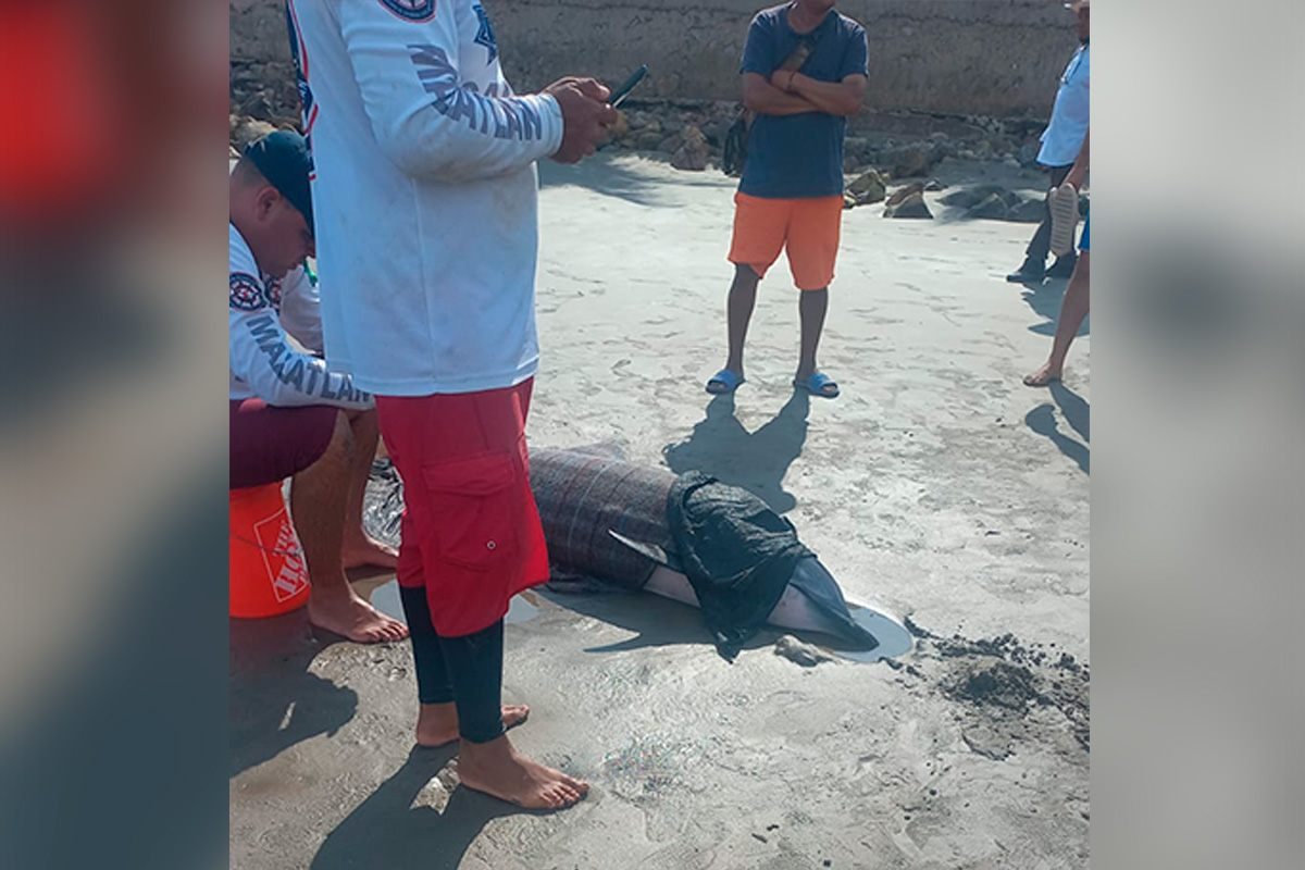salvavidas sacan a delfín a la arena en la Isla de Piedra