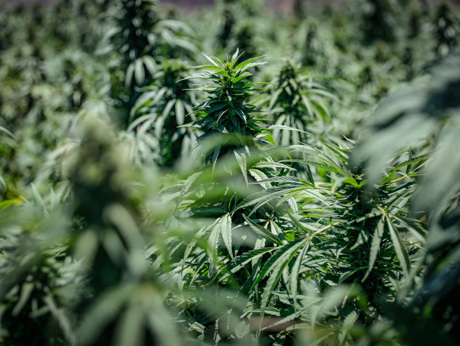 Destrucción de plantíos de marihuana (José Betanzos)