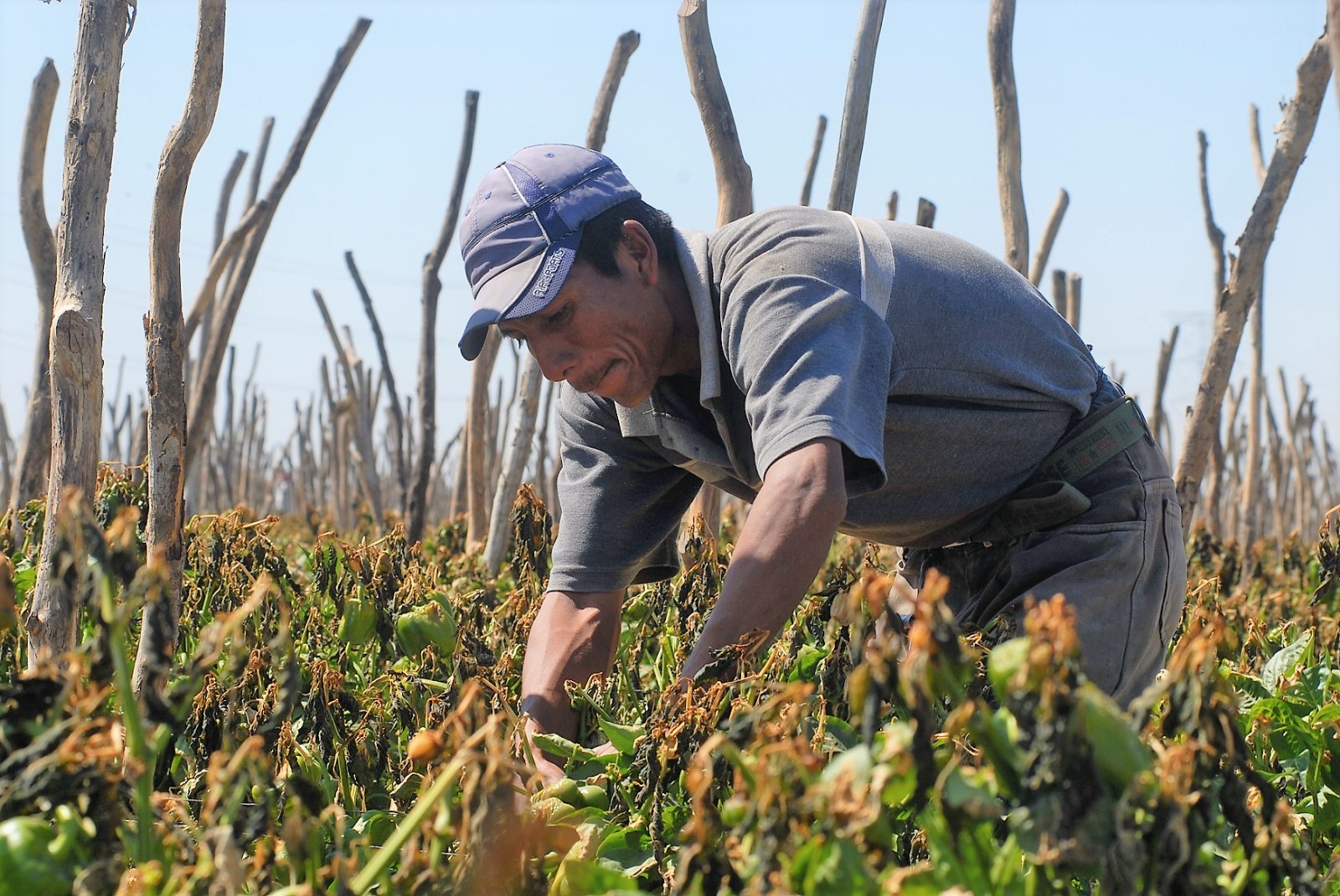 En el sur pasan de ser pescadores a jornaleros y albañiles en plena zafra camaronera