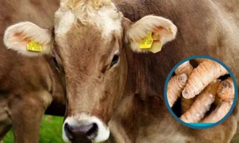 Salud emiten avisos de alerta por gripe aviar y el gusano barrenador