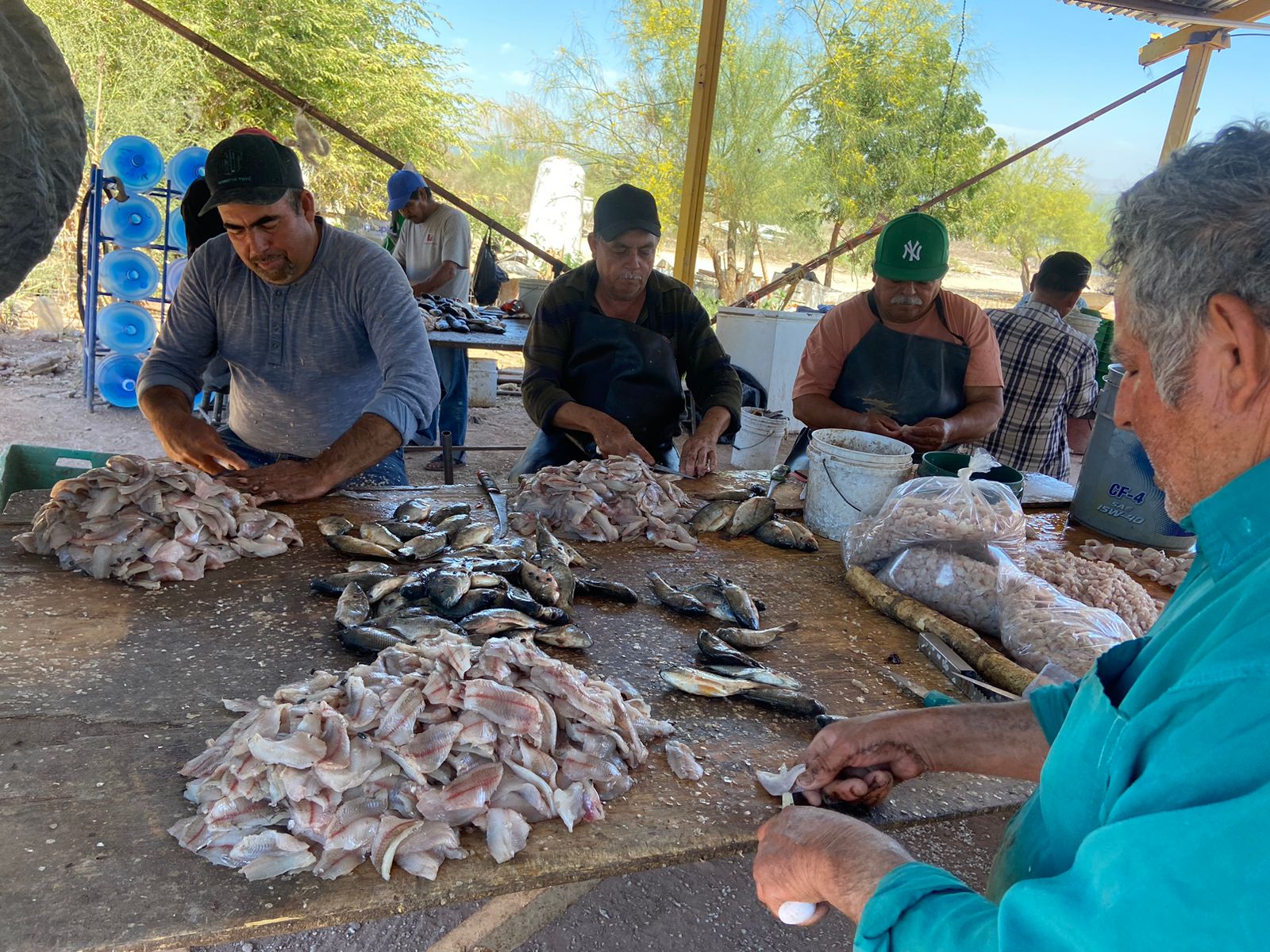 Les cambia el panorama a pescadores de la presa Eustaquio Buelna; esperan buenas ventas en Semana Santa