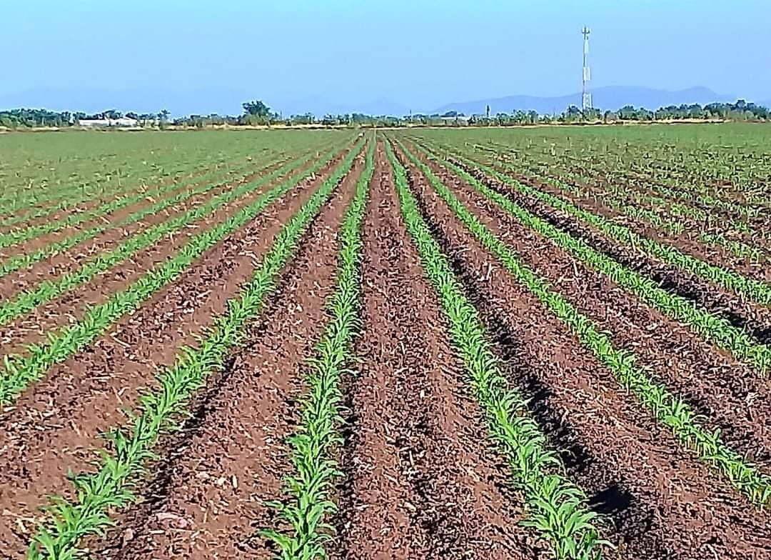 Productores están enfocados en adquirir créditos para sembrar antes de pagar impuestos: CNC 5
