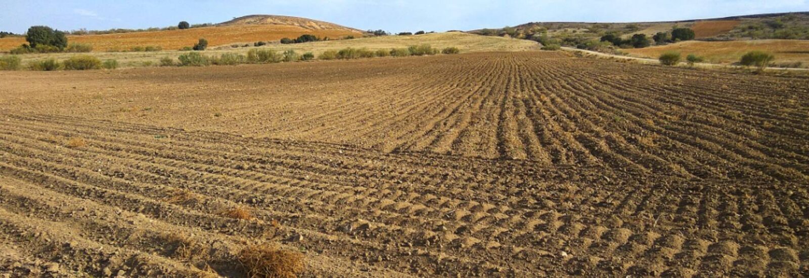 ¡En total abandono! Productores agrícolas se sienten huérfanos ante nulos apoyos por parte de los gobiernos: Espinoza ¡En total abandono! Productores agrícolas se sienten huérfanos ante nulos apoyos por parte de los gobiernos: Espinoza