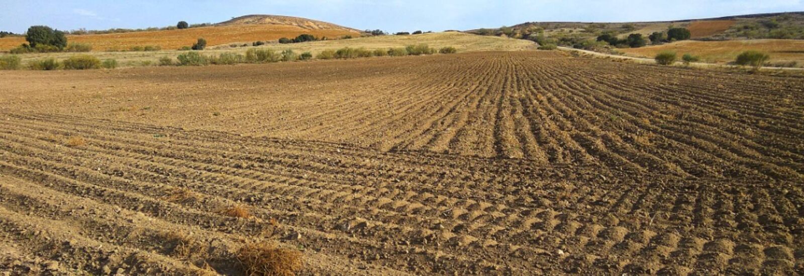 ¡En total abandono! Productores agrícolas se sienten huérfanos ante nulos apoyos por parte de los gobiernos: Espinoza