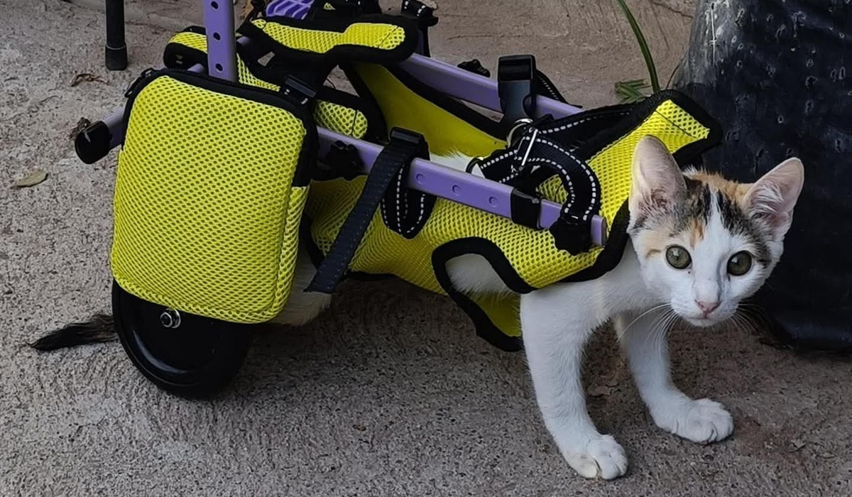 Adele, una gatita paralítica en Guamúchil, encontró esperanza sobre ruedas gracias a un acto de bondad Adele, gatita paralítica, recibe silla de ruedas especial