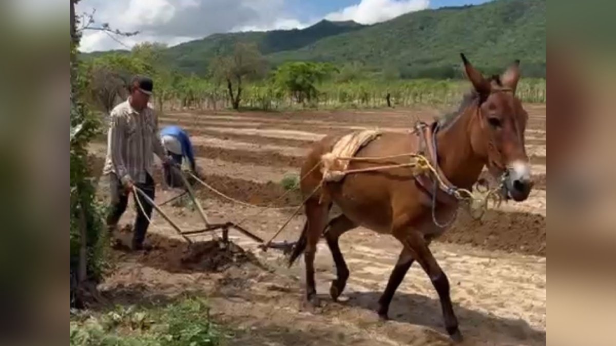 Arrancan labores de siembra en sus parcelas los productores de Choix; esperan que continúe julio lluvioso Arrancan labores de siembra en sus parcelas los productores de Choix