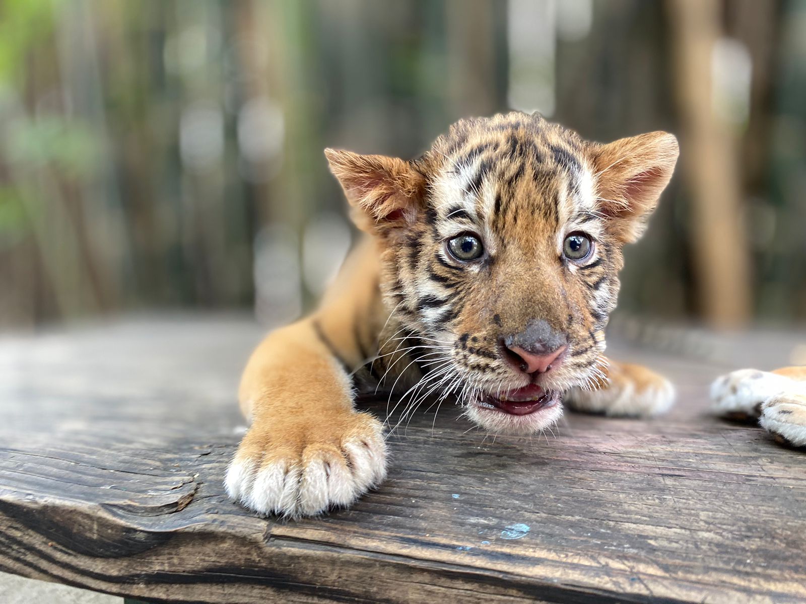 cachorro de tigre en el Zoológico de Culiacán