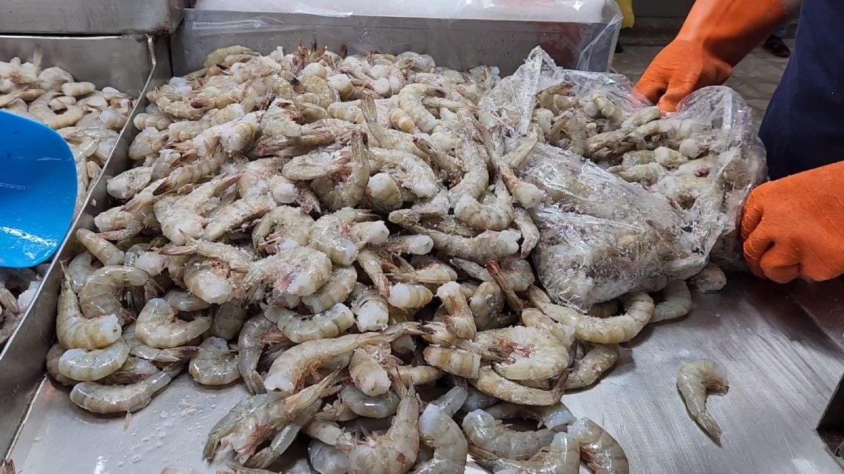 Veda del camarón iniciará el 6 de abril en el Pacífico mexicano