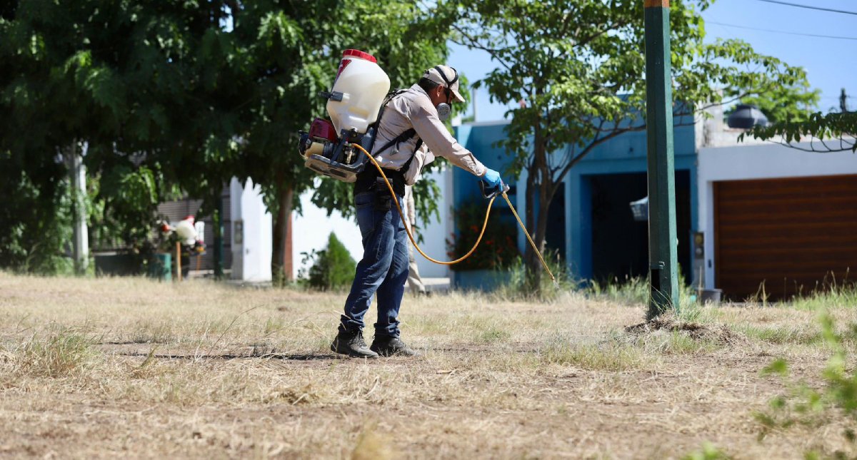 Escuinapa, Rosario, Mazatlán y Ahome; encabezan lista de municipios con más casos de dengue: SSA dengue en sinaloa