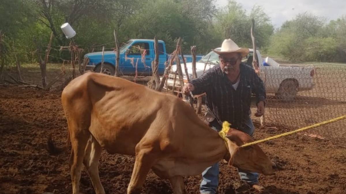 emprenden campaña contra la brucelosis en el fuerte se est tiempo de corregir el problema