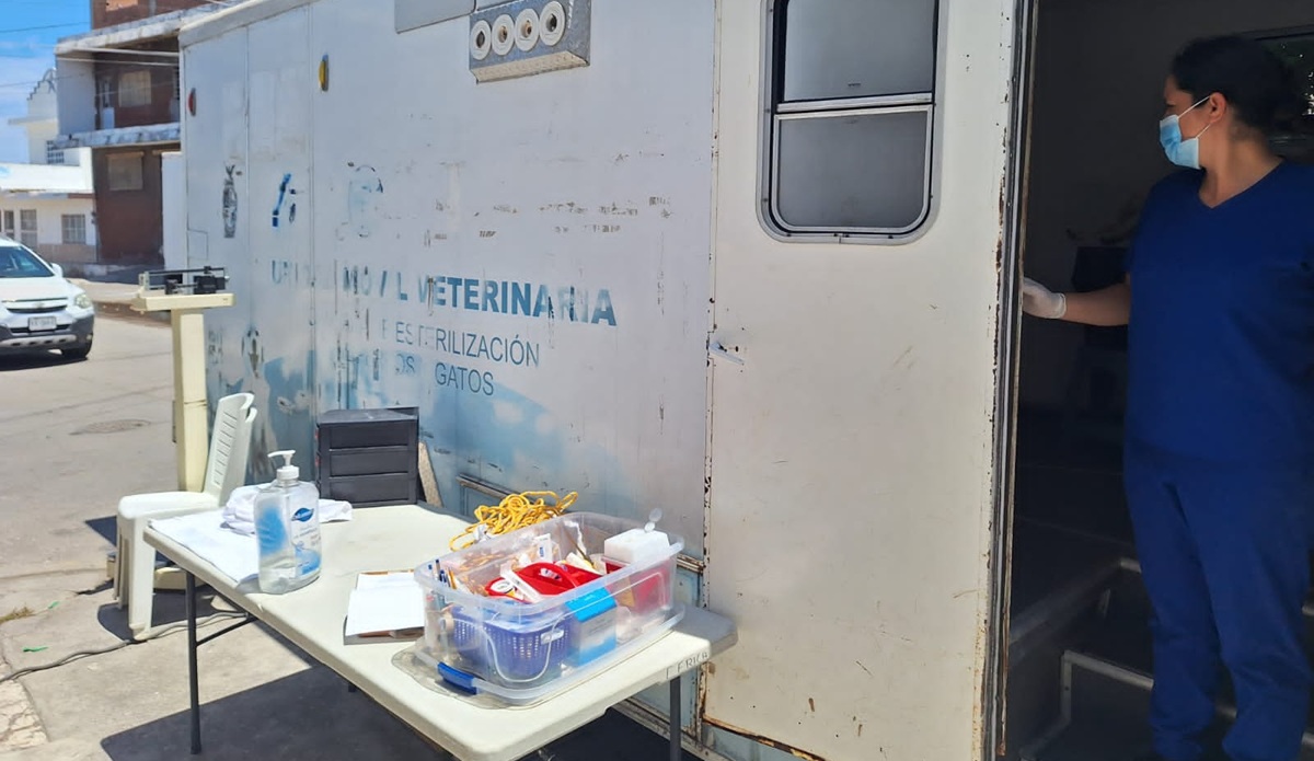 Esterilizan a perritos en la colonia Venustiano Carranza, en Mazatlán