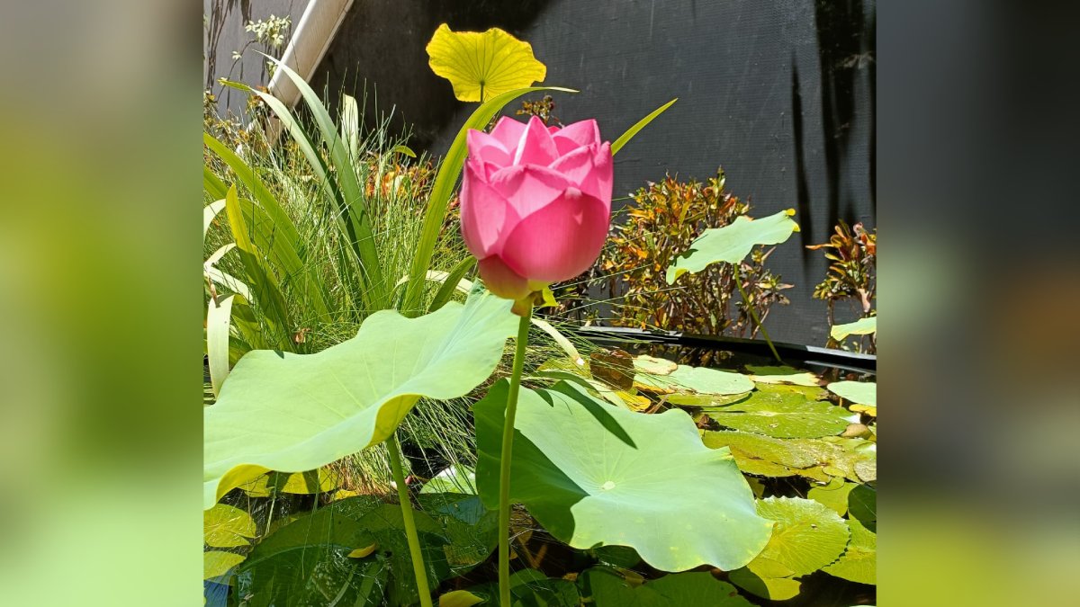 Flor de loto
