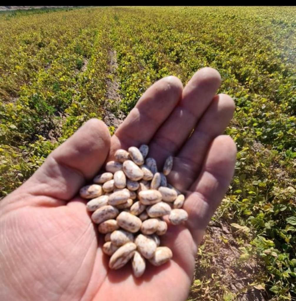 Precio Del Frijol Puede Repuntar Para La Próxima Cosecha:, 50% OFF