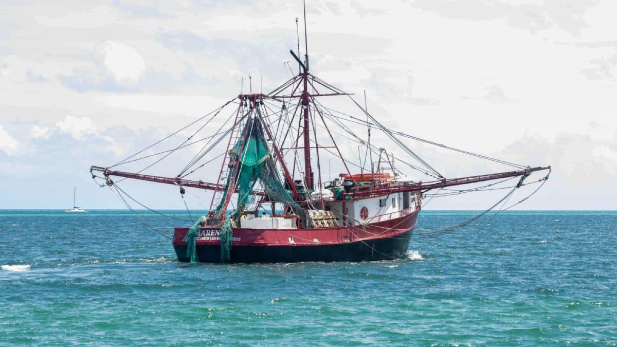 inician capturas de camaron en el golfo de mexico y mar caribe 2024 2025 conapesca da el banderazo