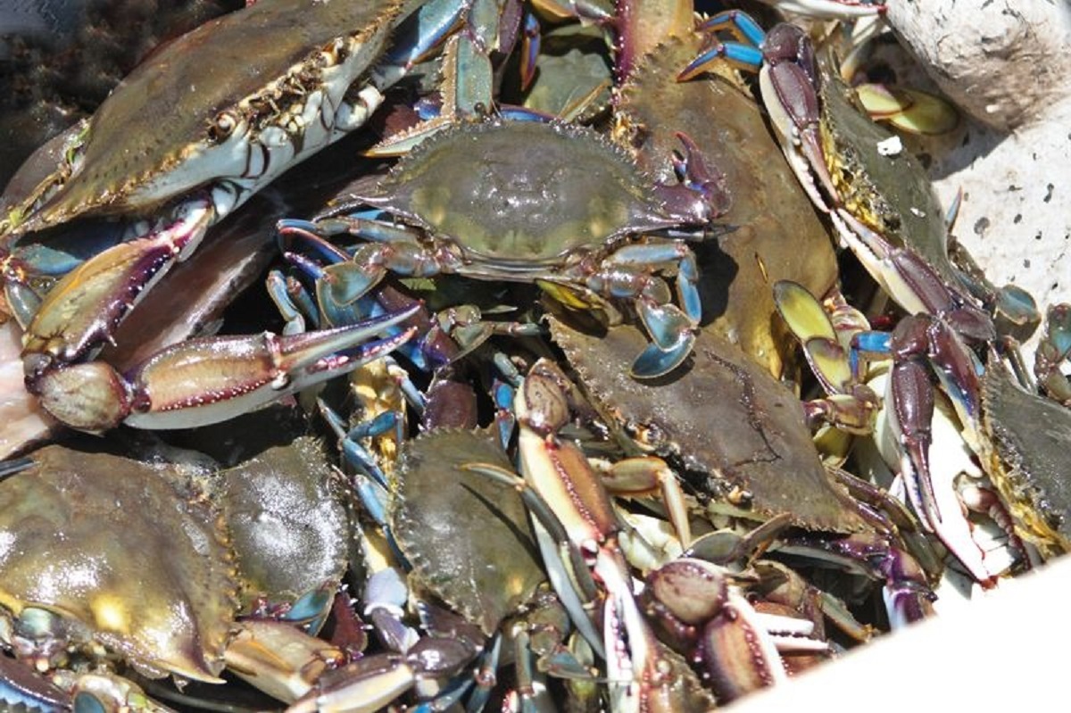 Arranca este jueves 10 de julio temporada de captura de jaiba en el Golfo de California, Sonora y Sinaloa