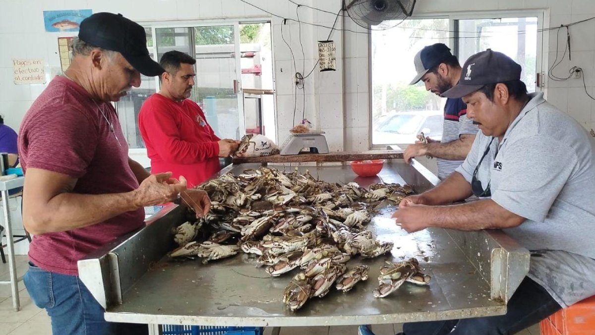 pescadores del norte de Sinaloa en sus primeras capturas de jaiba
