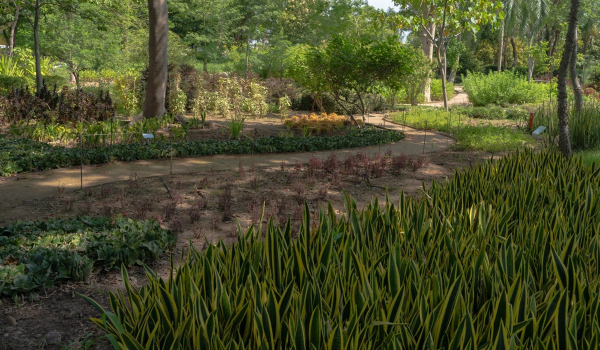 Recomienda Sociedad Botánica alternativas para mitigar la erosión del suelo y la escasez de agua Jardín Botánico Culiacán da recomendaciones contra sequía