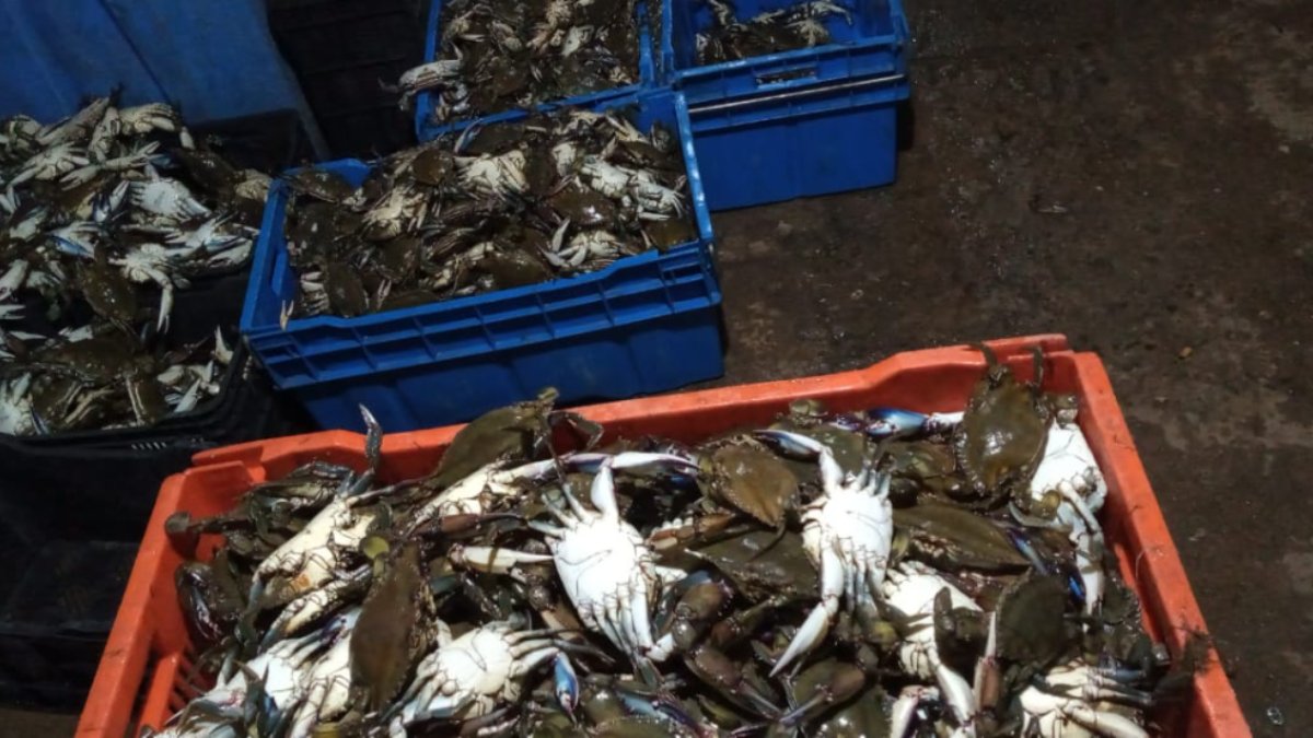 Pesca de jaiba