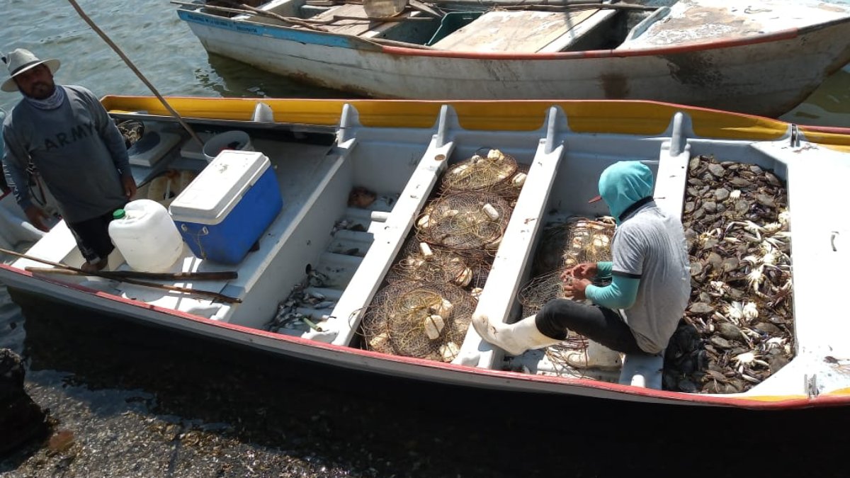 Captura de jaiba ayudará a salir a flote a los hombres del mar a partir del 10 de junio en Sinaloa Pesca de jaiba
