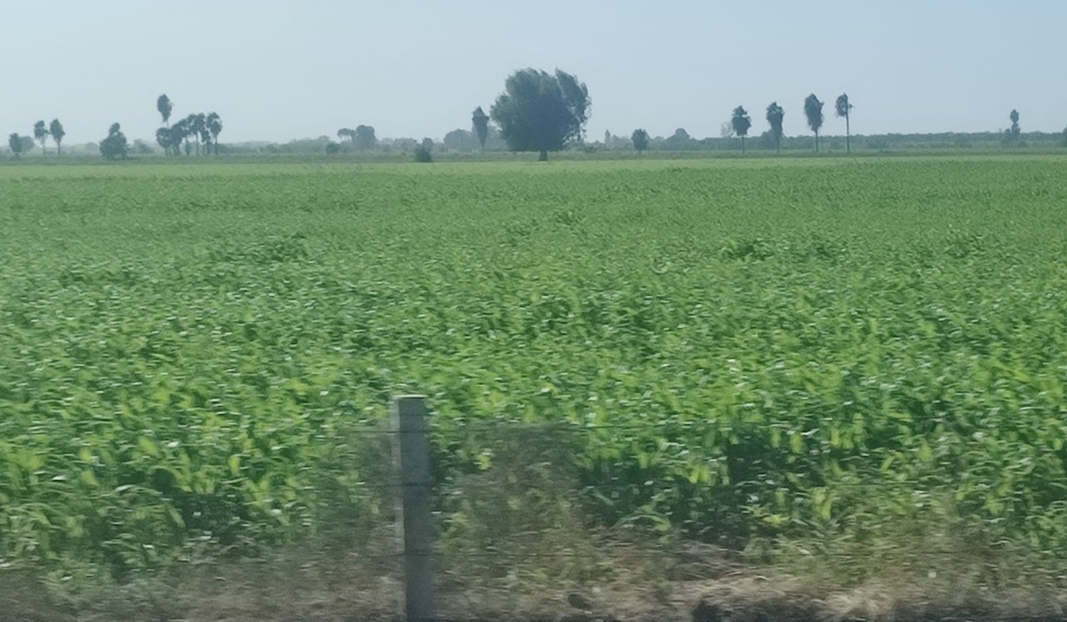 Siembra en el norte de Sinaloa