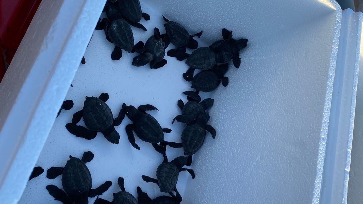 Lluvias provechosas en Mazatlán, auguran buena temporada de anidación de tortugas tortugas en mazatlan