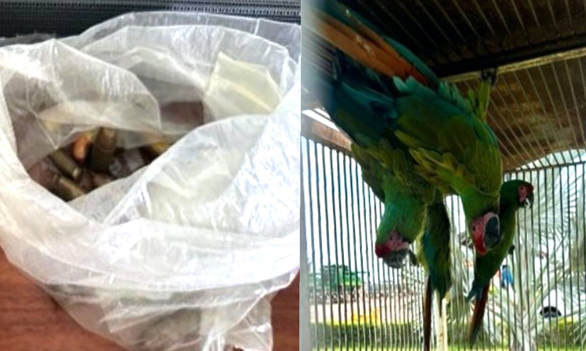 En Ahome; Rodolfo "G" es vinculado a proceso por los delitos de posesión de armas de fuego, droga y animales